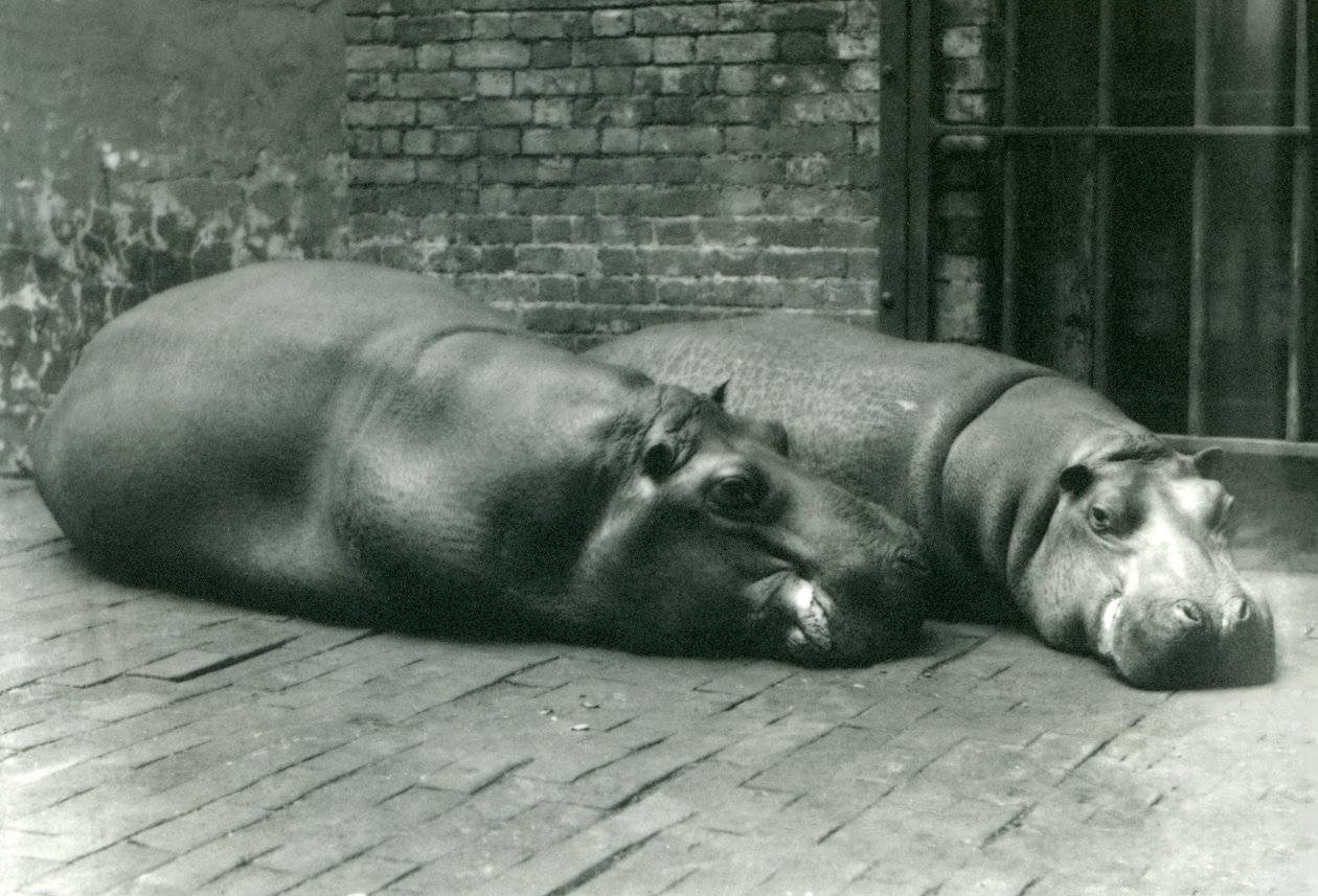 Hipopotamy Bobbie i Joan leżą na swoim wybiegu w londyńskim zoo, lipiec 1923 r. (fot. bw) autorstwa Frederick William Bond