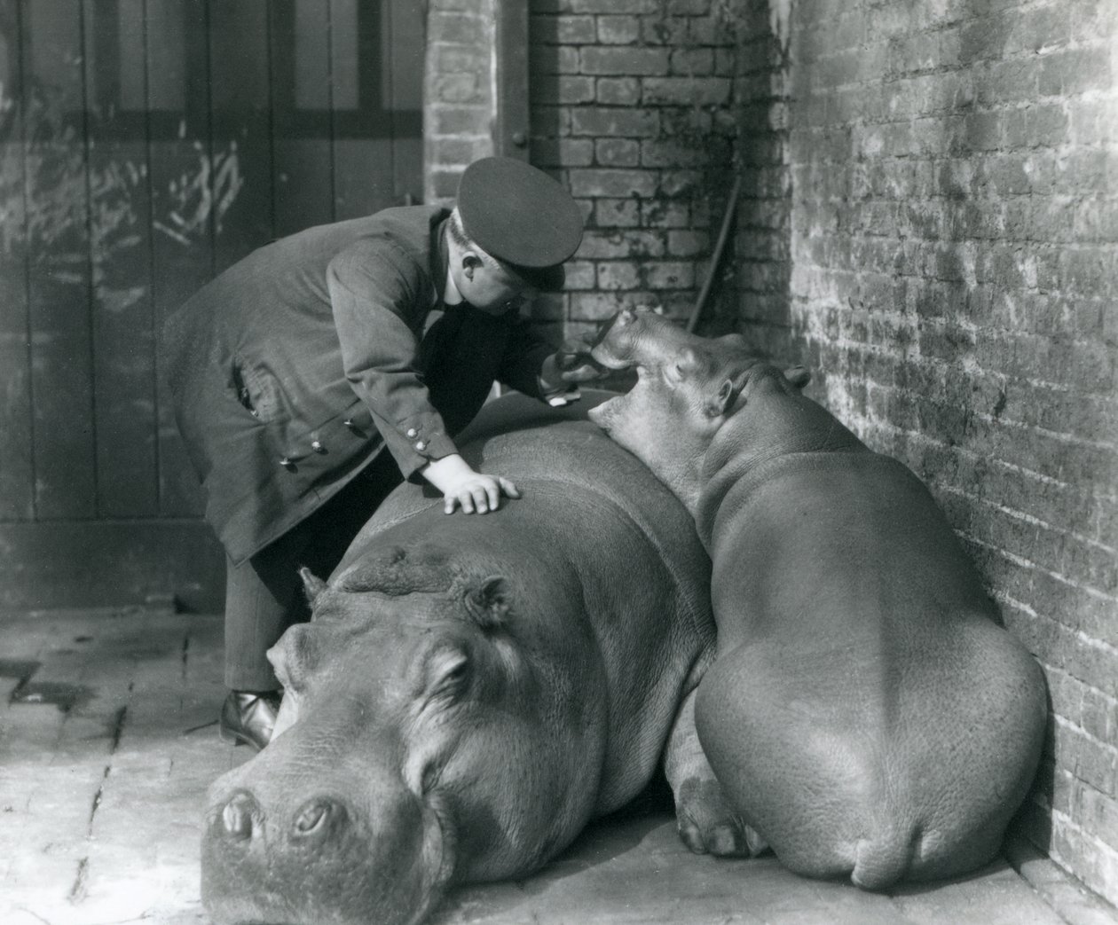 Hipopotamy Joan i Jimmy w londyńskim zoo w 1927 r. autorstwa Frederick William Bond
