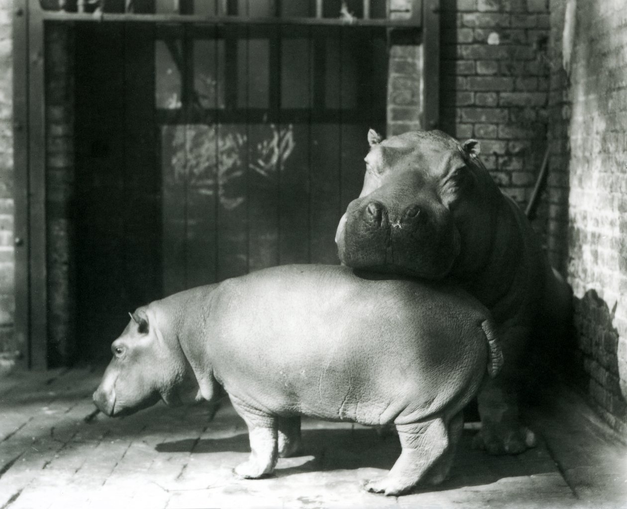 Hipopotamy Joan i Jimmy w londyńskim zoo w 1927 r. autorstwa Frederick William Bond