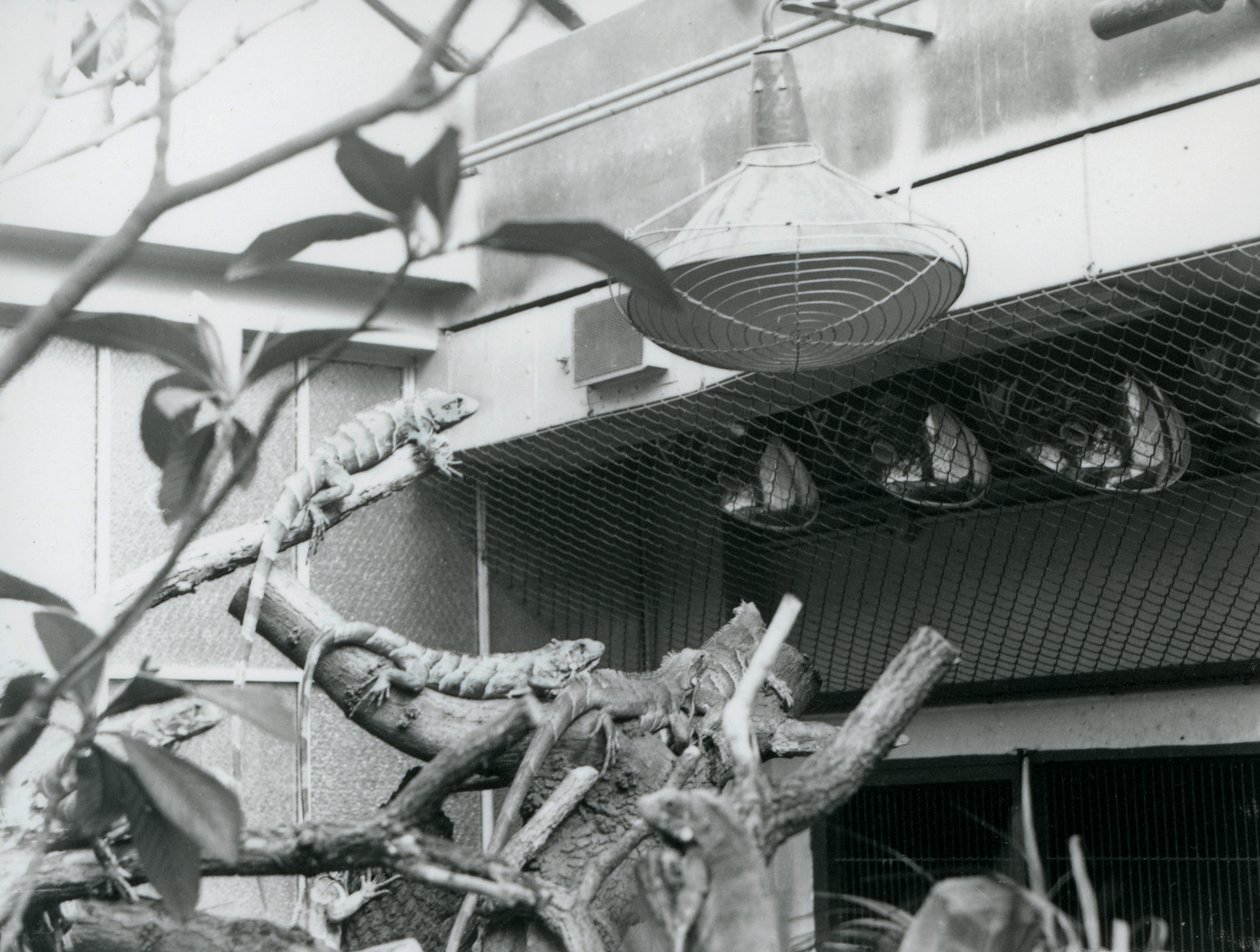 Legwany wygrzewające się na gałęziach, cieszące się sztucznym światłem słonecznym na swoim wybiegu, londyńskie zoo, sierpień 1928 (zdjęcie czarno-białe) autorstwa Frederick William Bond