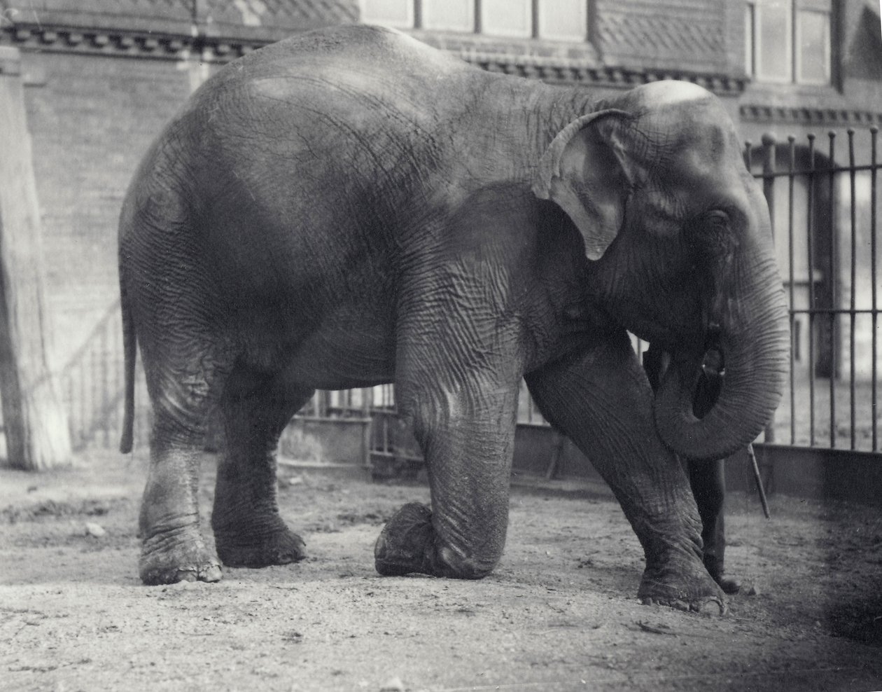 Słoń indyjski, Assam Lukhi, klęczący z opiekunem w londyńskim zoo, kwiecień 1914 autorstwa Frederick William Bond