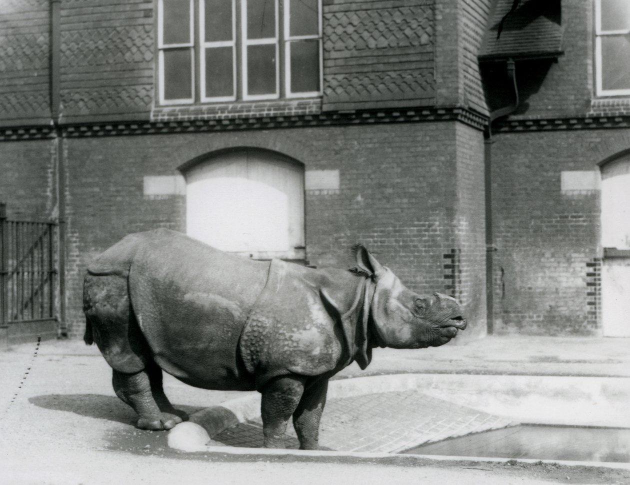Nosorożec indyjski Felix stojący na skraju swojego basenu w londyńskim zoo w 1927 r. autorstwa Frederick William Bond