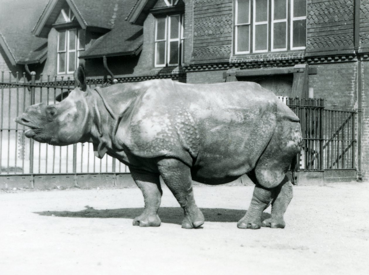 Nosorożec indyjski Felix stojący na swoim padoku w londyńskim zoo, 1927 autorstwa Frederick William Bond