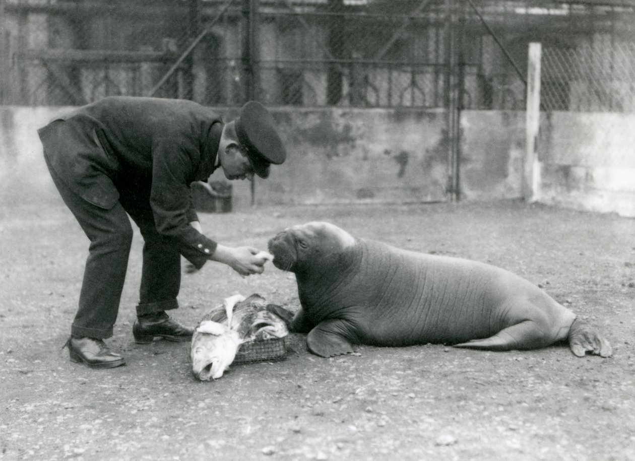 Opiekun, Arthur Chandler, karmiący rybami młodego morsa, londyńskie zoo, 1924 autorstwa Frederick William Bond