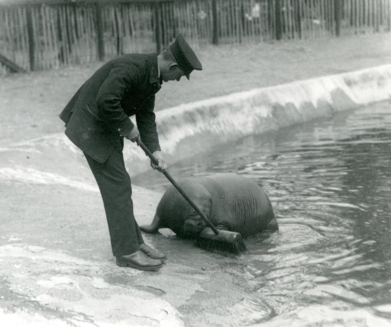 Opiekun Arthur Chandler zamiata basen Morsa, londyńskie zoo, 1924 autorstwa Frederick William Bond