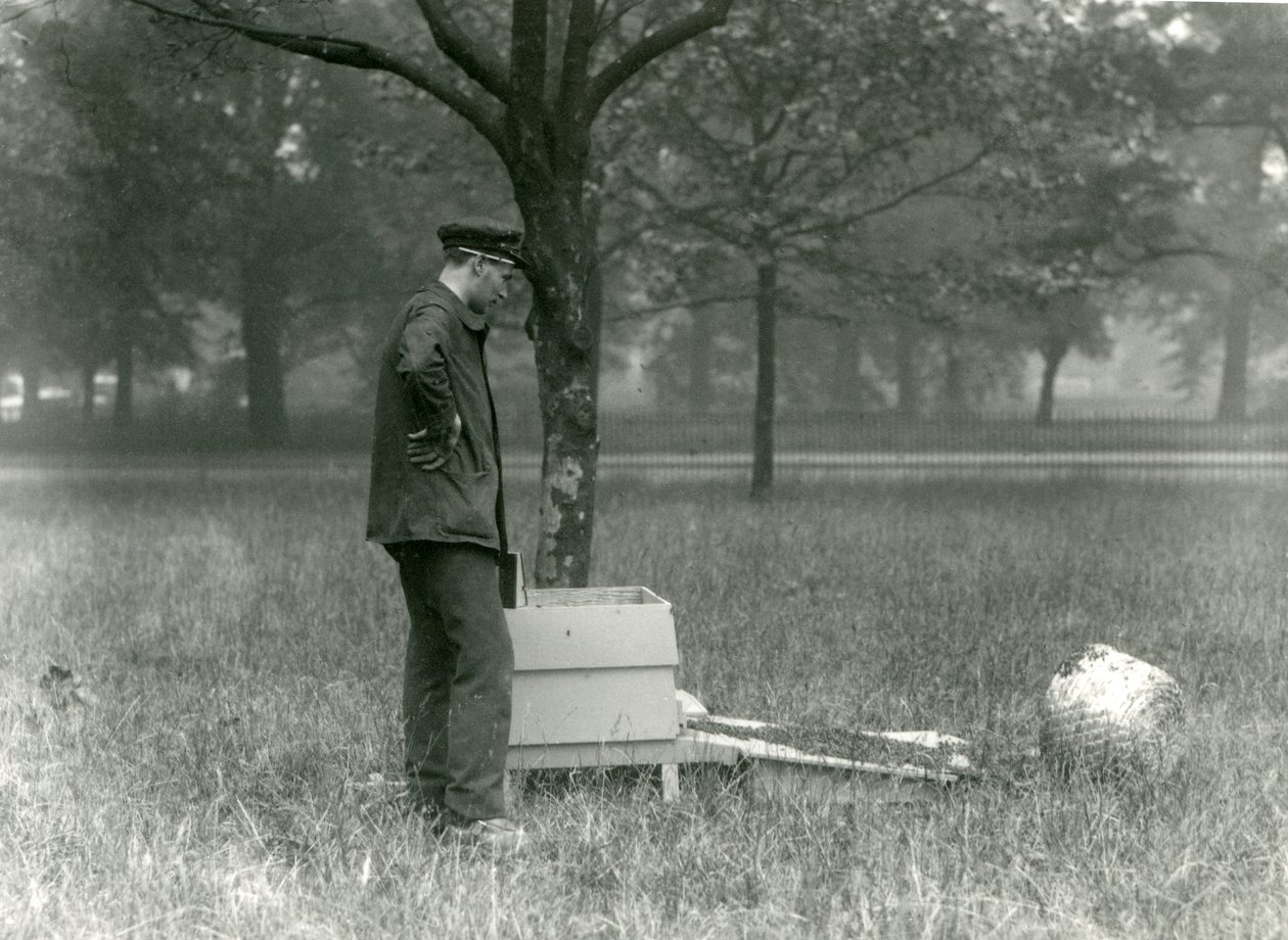 Keeper Brown poruszający rój pszczół miodnych, londyńskie zoo, lipiec 1926 autorstwa Frederick William Bond