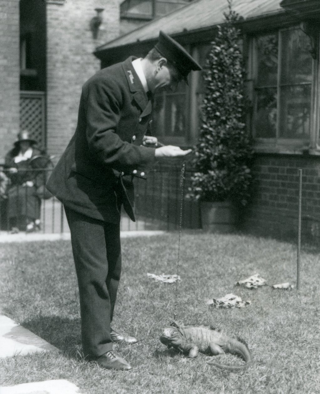 Keeper Collins na trawniku w londyńskim zoo z iguaną w chmurach skalnych na smyczy, londyńskie zoo, 1924 autorstwa Frederick William Bond