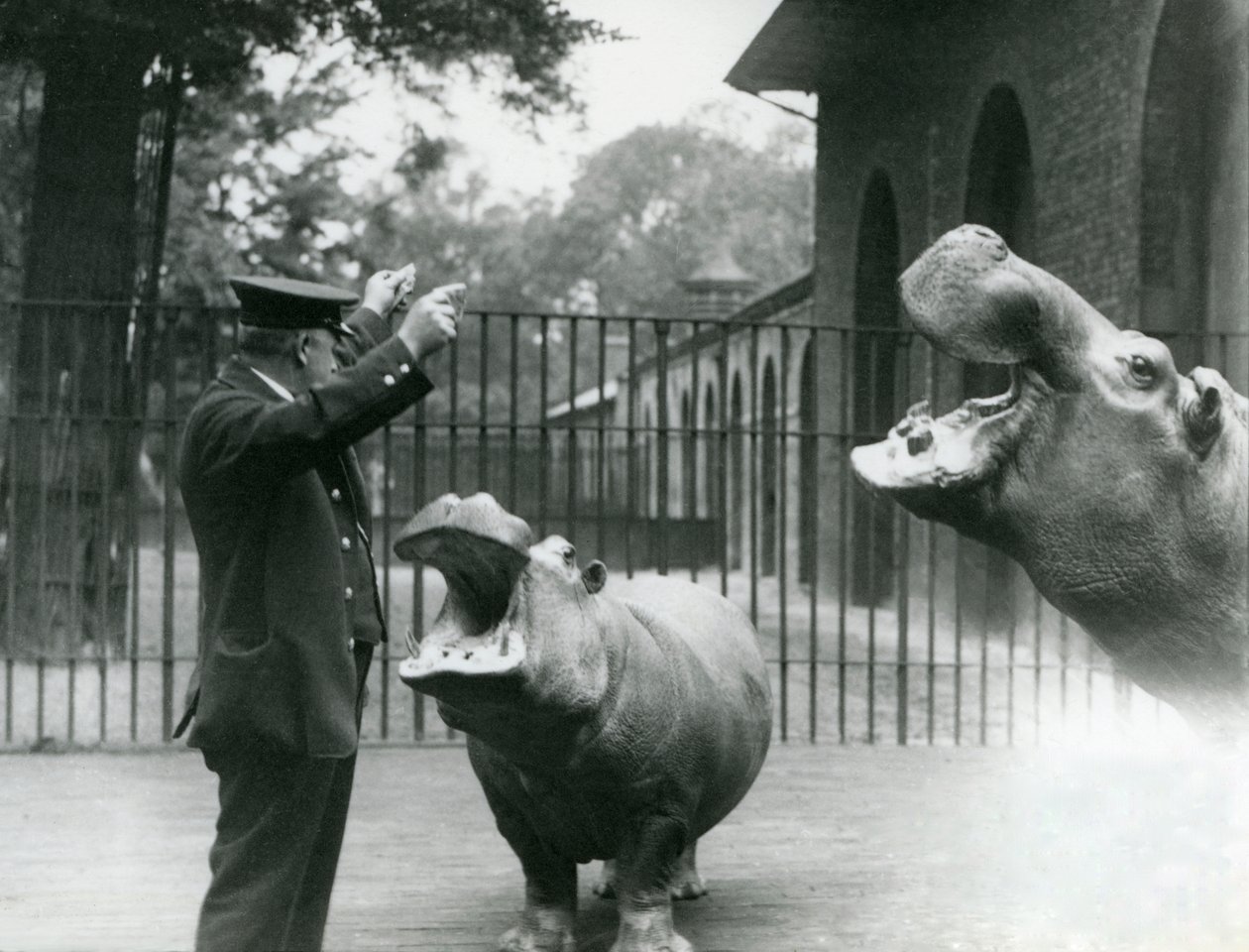 Opiekun Ernie Bowman z hipopotamami Bobbie i Joan w londyńskim zoo, lipiec 1923 (zdjęcie bw) autorstwa Frederick William Bond