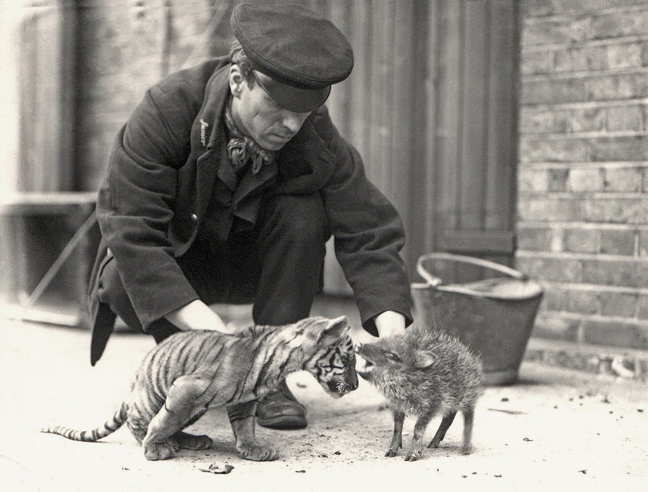 Opiekun, H. Warwick, z młodym tygrysem i pekari, zrobione w ZSL London Zoo, maj 1914 r. autorstwa Frederick William Bond
