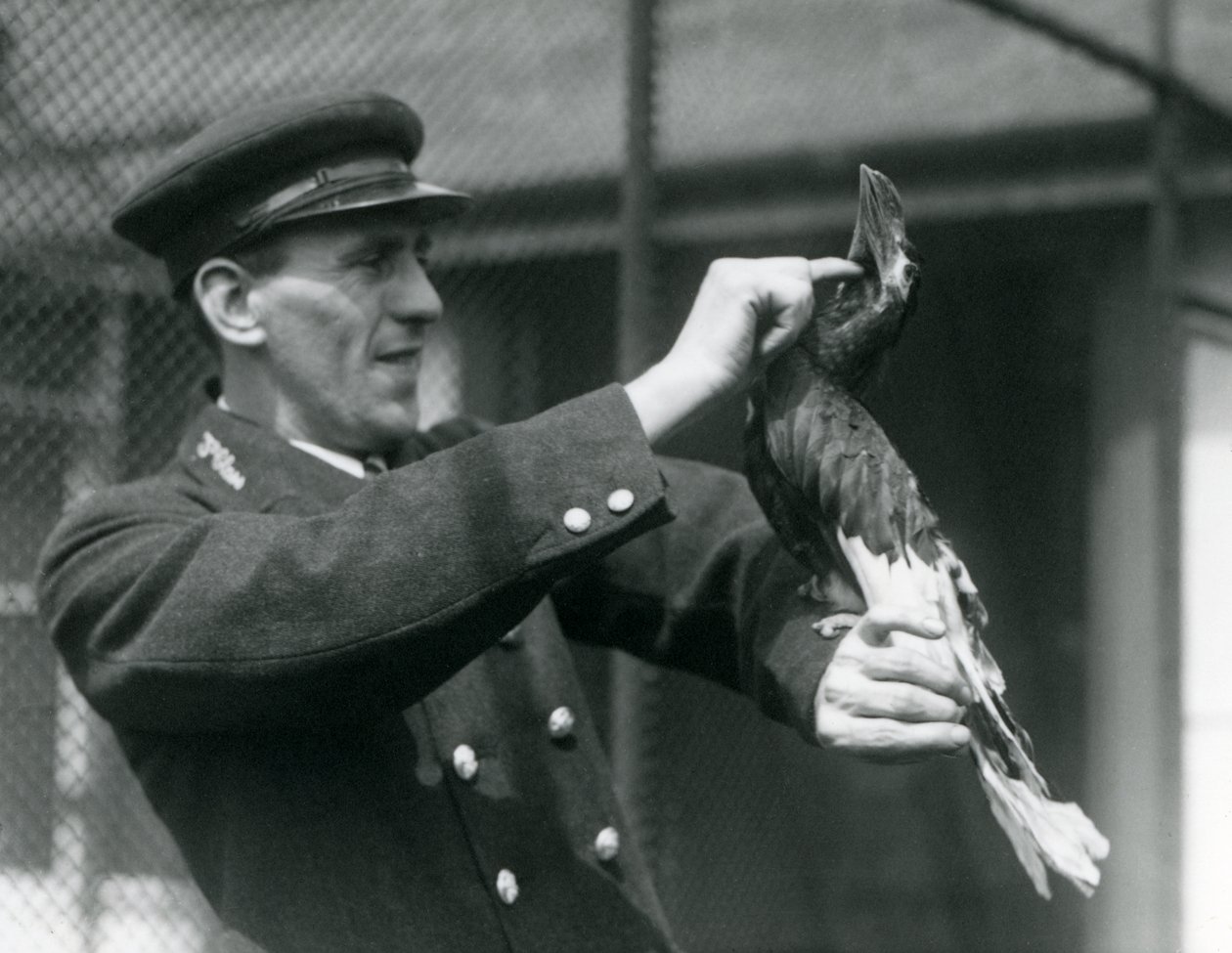 Opiekun, Thomas Raggett, głaszcząc dzioborożca indyjskiego pod jego rachunkiem w londyńskim zoo, 1924 autorstwa Frederick William Bond