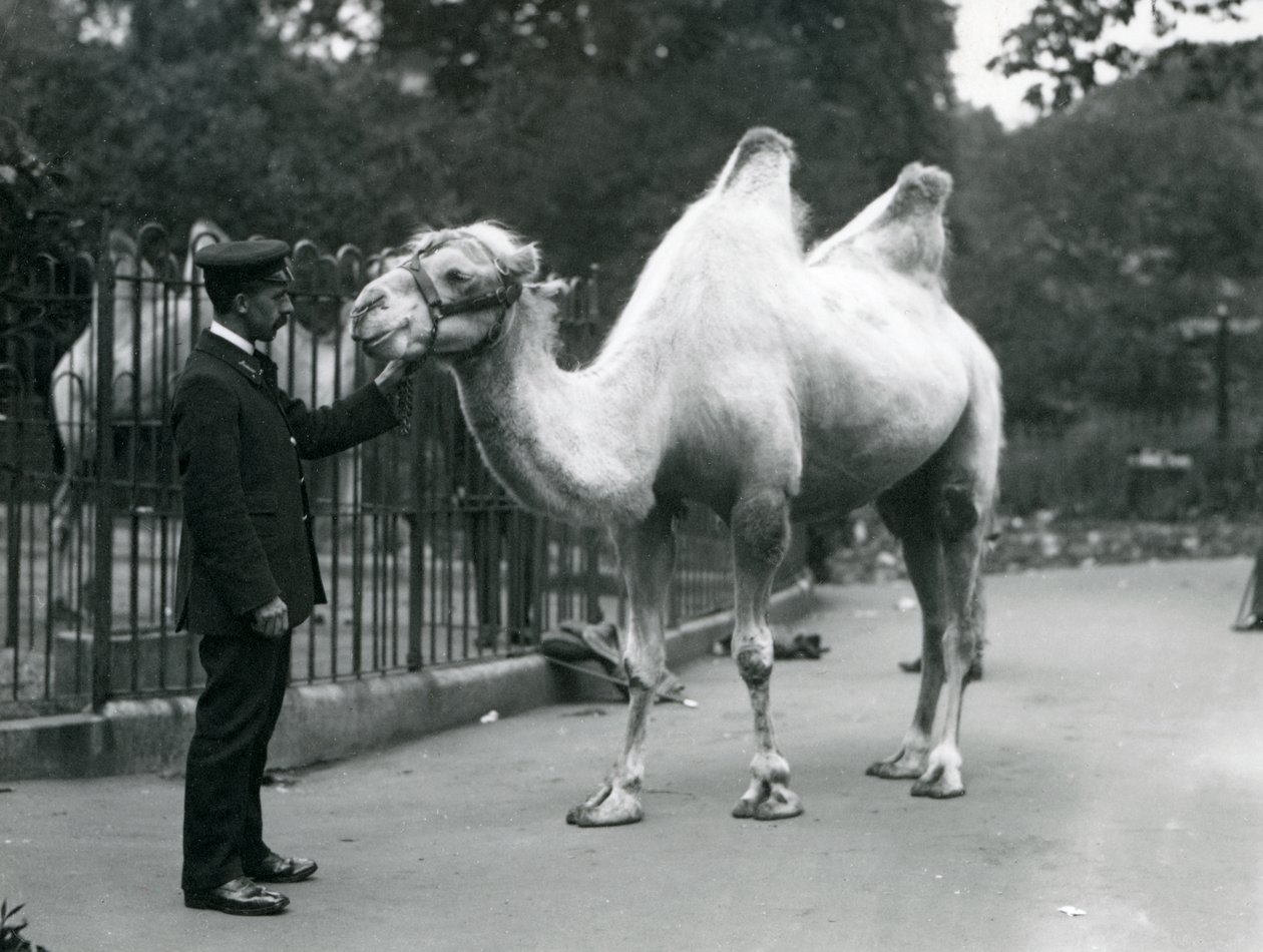 Keeper W. Styles z wielbłądem dwugarbnym w londyńskim zoo, lipiec 1914 autorstwa Frederick William Bond