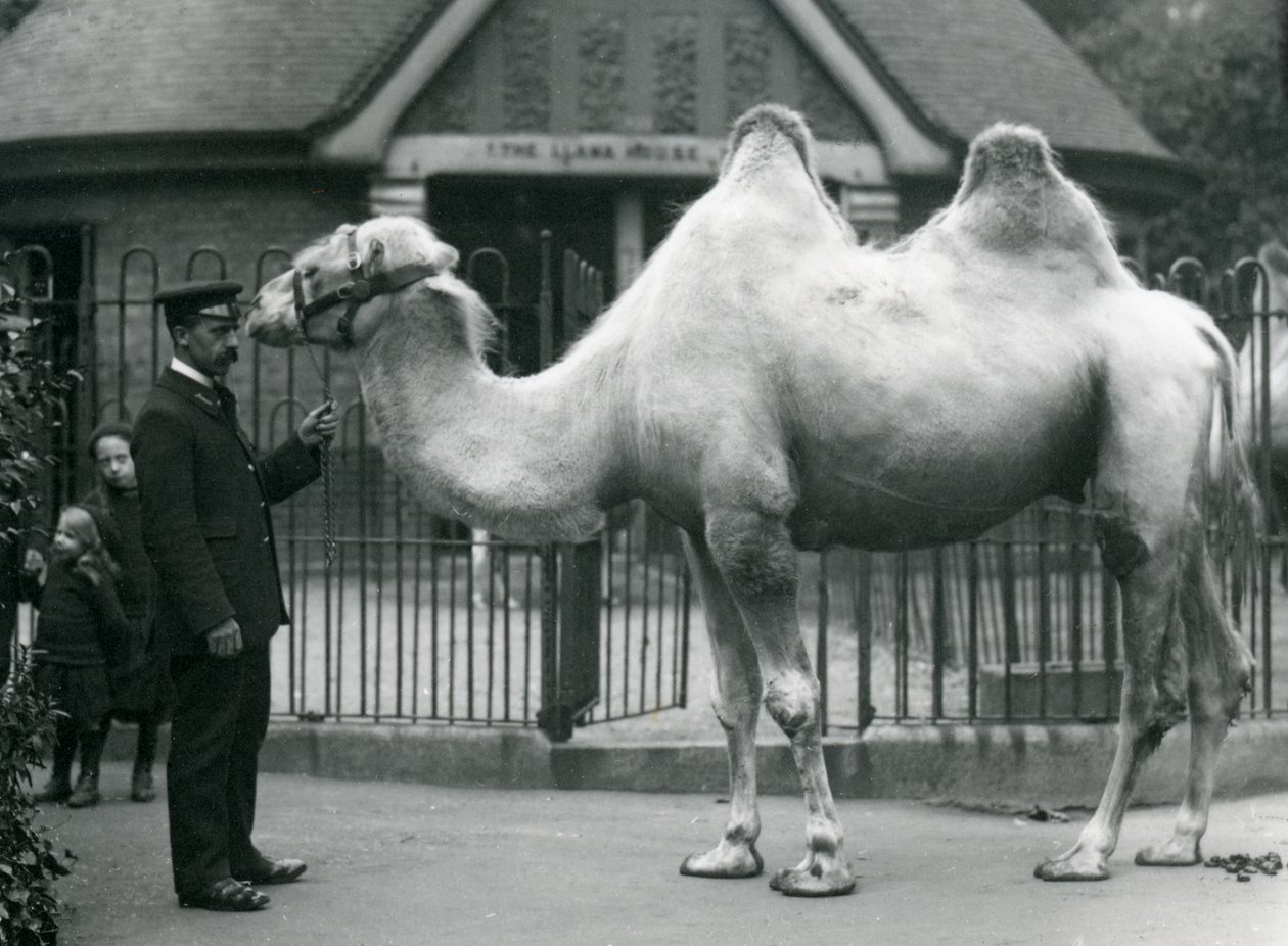 Keeper W. Styles, z wielbłądem dwugarbnym, przed Lama House w londyńskim zoo, lipiec 1914 autorstwa Frederick William Bond