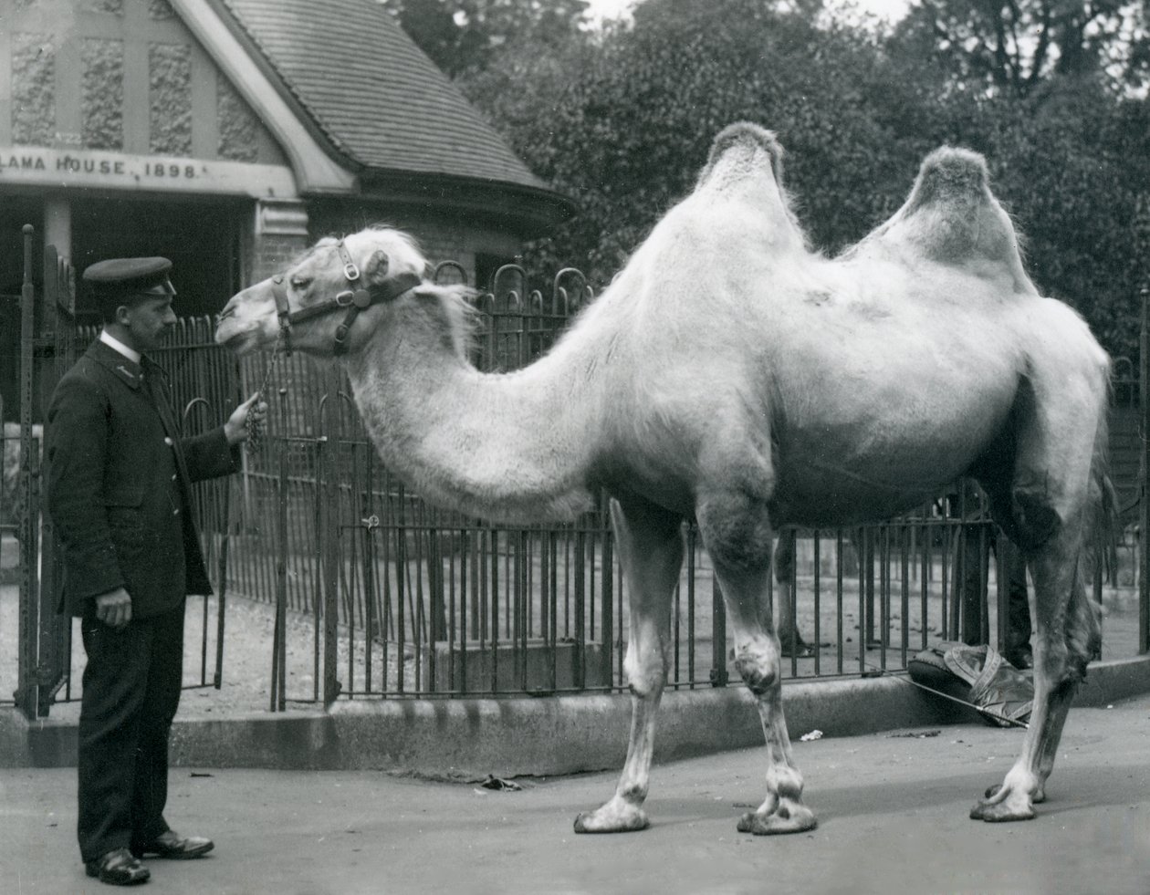Keeper W. Styles, z wielbłądem dwugarbnym, przed Lama House w londyńskim zoo, lipiec 1914 autorstwa Frederick William Bond