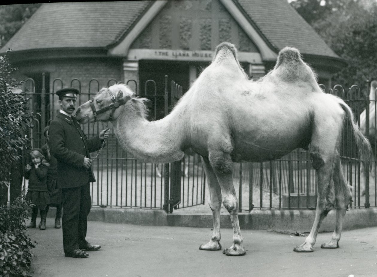 Keeper W. Styles, z wielbłądem dwugarbnym, przed Lama House w londyńskim zoo, lipiec 1914 autorstwa Frederick William Bond