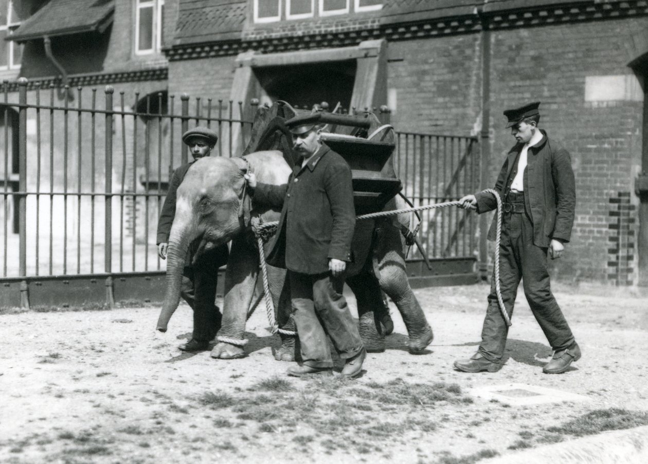 Opiekunowie Jack Milbourne, H Robertson i Thomas szkolą młodego słonia azjatyckiego, londyńskie zoo, maj 1922 (zdjęcie bw) autorstwa Frederick William Bond
