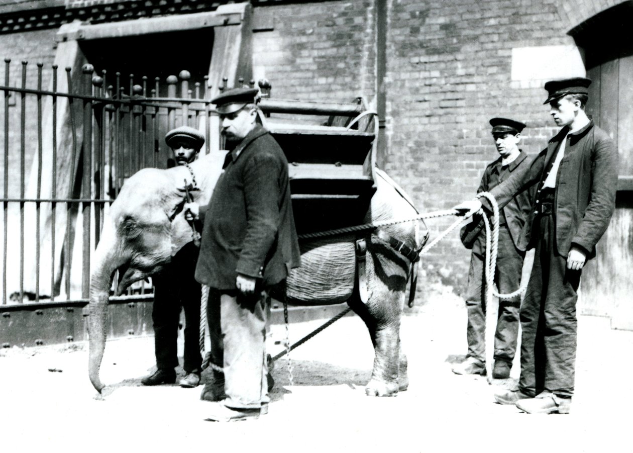 Opiekunowie Jack Milbourne, H Robertson i Thomas szkolą młodego słonia azjatyckiego, londyńskie zoo, maj 1922 (zdjęcie bw) autorstwa Frederick William Bond
