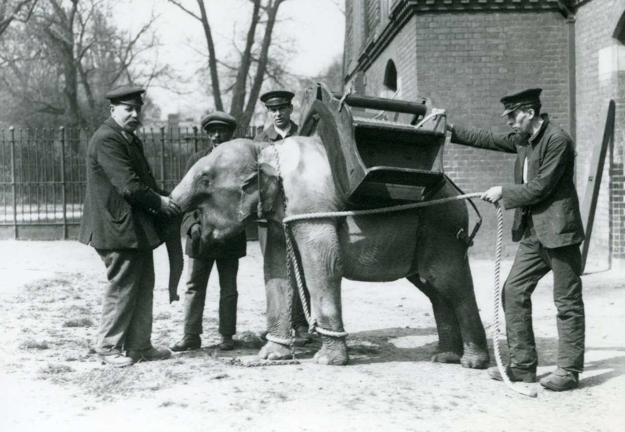 Opiekunowie Jack Milbourne, H Robertson i Thomas trenują młodego słonia azjatyckiego, londyńskie zoo, maj 1922 (mc. zdjęcie) autorstwa Frederick William Bond