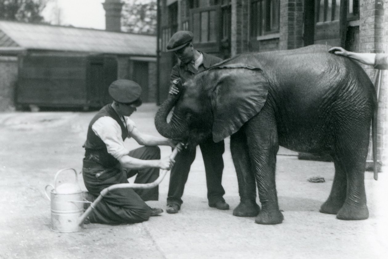 Opiekunowie pomagają młodemu samcowi słonia afrykańskiego Kiberenge pić z węża przymocowanego do konewki, londyńskie zoo, lipiec 1924 autorstwa Frederick William Bond