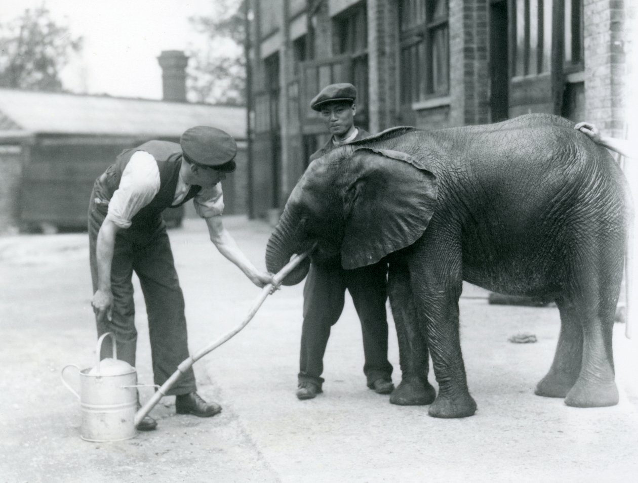 Opiekunowie pomagają młodemu samcowi słonia afrykańskiego Kiberenge pić z węża przymocowanego do konewki, londyńskie zoo, lipiec 1924 autorstwa Frederick William Bond