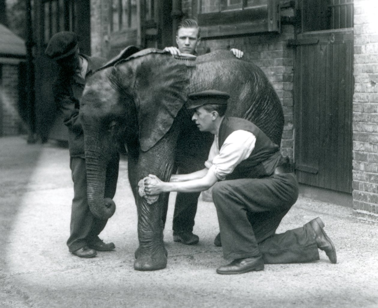 Opiekunowie natłuszczający skórę młodego samca słonia afrykańskiego Kiberenge, londyńskie zoo, lipiec 1924 autorstwa Frederick William Bond
