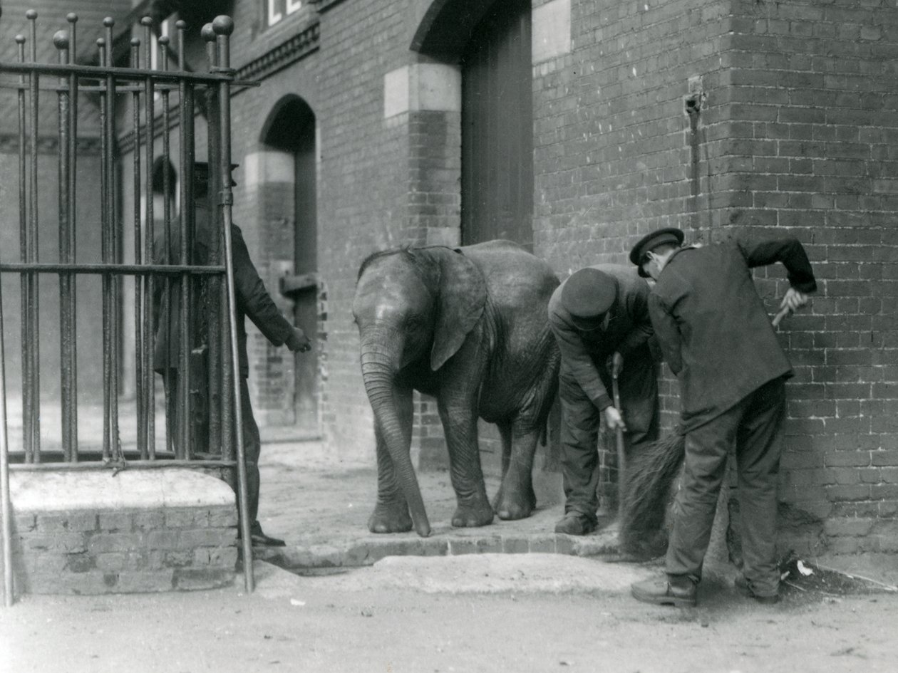 Opiekunowie z młodym samcem słonia afrykańskiego Kiberenge, londyńskie zoo, 1924 autorstwa Frederick William Bond