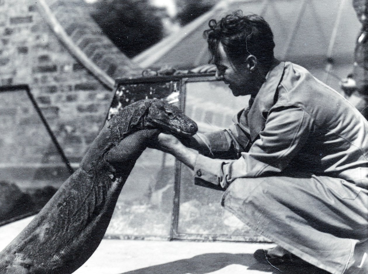 Smok z Komodo na Sumbawie z opiekunem H. Alec Budd, 1928 autorstwa Frederick William Bond