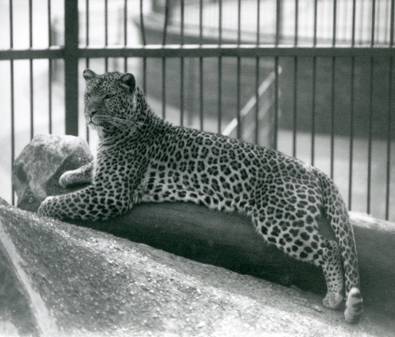 Leopard Rex leżący na kłodzie w swojej zagrodzie w londyńskim zoo w lipcu 1925 r. autorstwa Frederick William Bond
