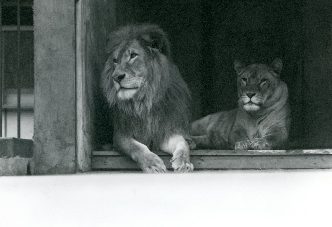 Lion and Lioness Kuja i Caroline w ZSL London Zoo, lipiec 1924 autorstwa Frederick William Bond