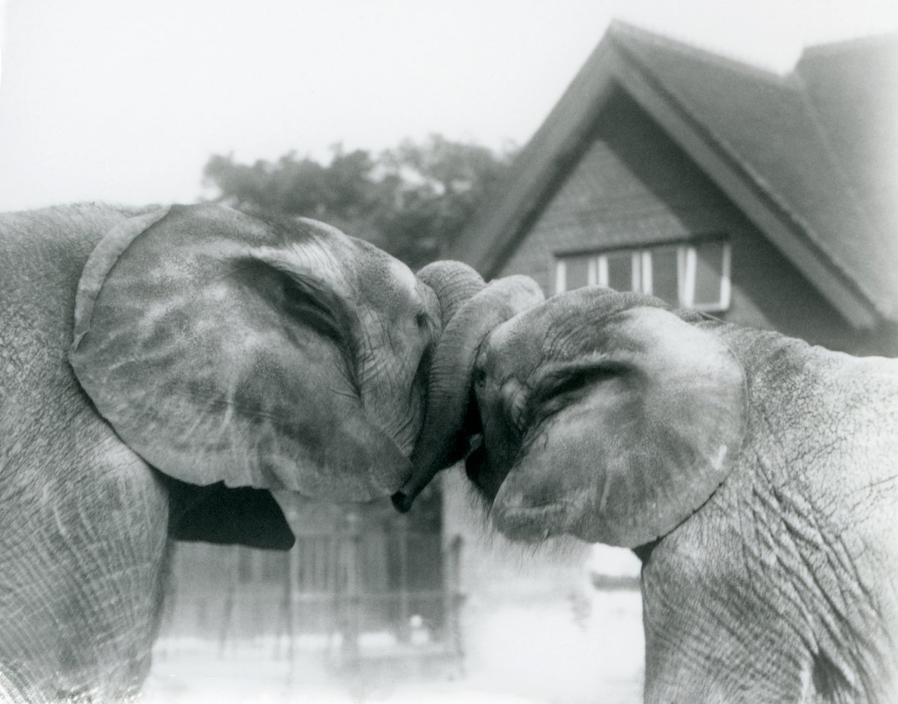 Samiec słonia afrykańskiego Kiberenge i samica słonia afrykańskiego Hango witają się, wiążąc pnie w londyńskim zoo w październiku 1927 roku. Kiberenge został przedstawiony w londyńskim zoo przez H.E. Sir Horacy Byatt autorstwa Frederick William Bond