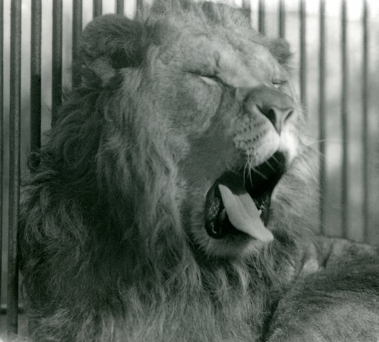Samiec lwa, Abdullah, ziewa w swoim wybiegu w londyńskim zoo w 1925 r. autorstwa Frederick William Bond