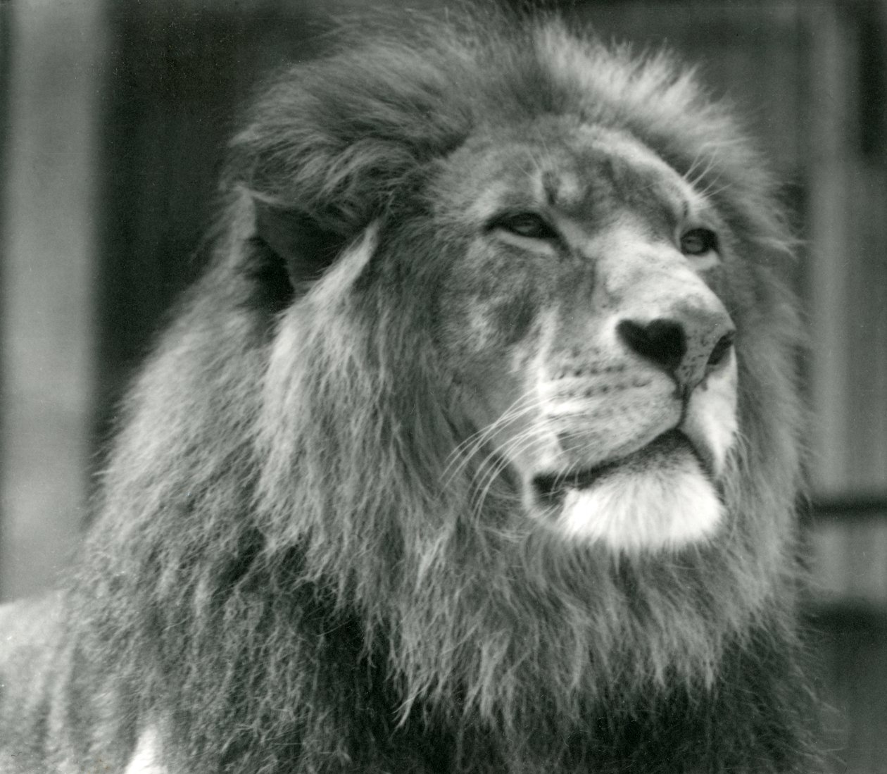 Samiec lwa Kuja w londyńskim zoo w sierpniu 1924 r. autorstwa Frederick William Bond