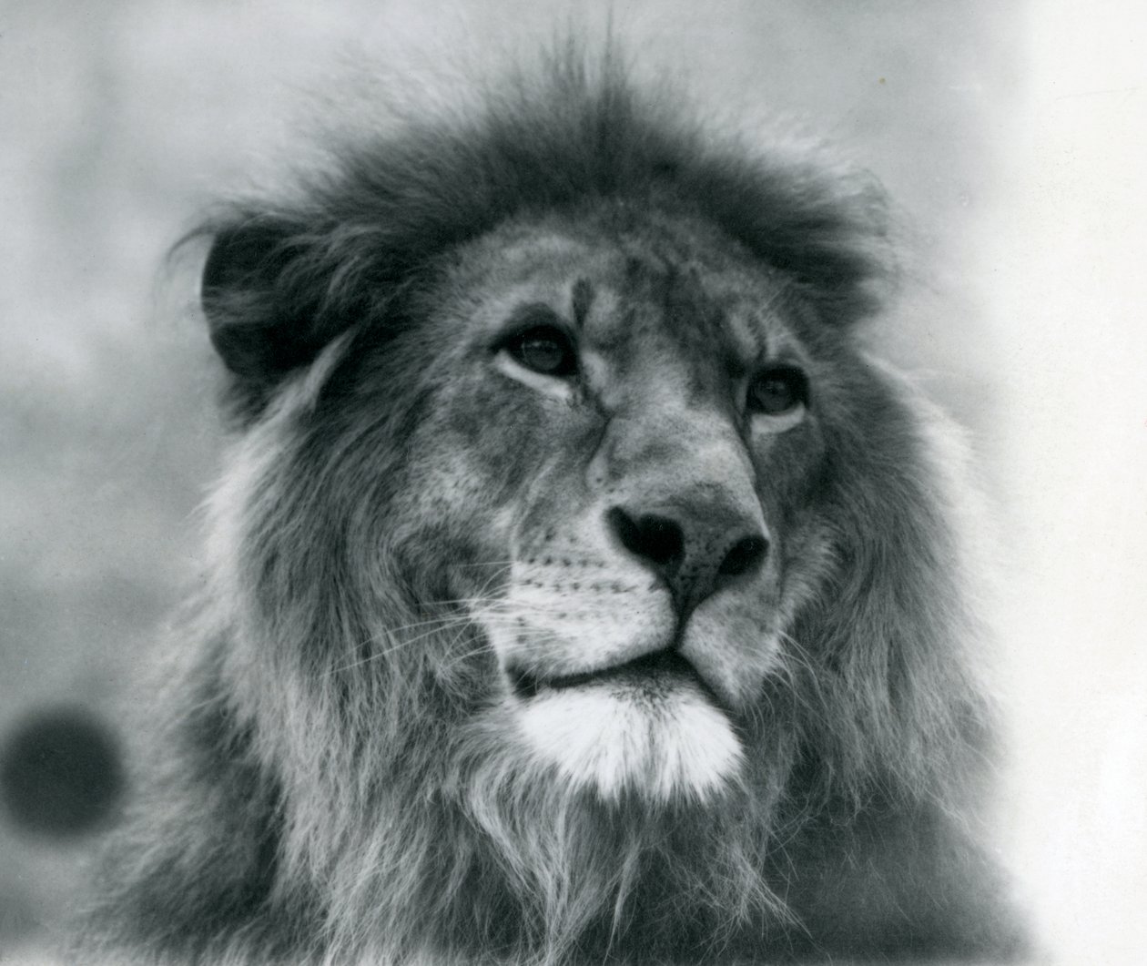 Samiec lwa Kuja w londyńskim zoo w styczniu 1925 r. autorstwa Frederick William Bond
