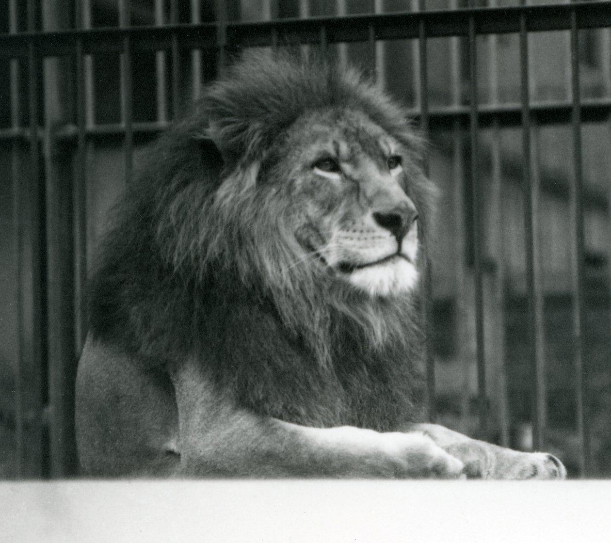 Samiec lwa „Kuja” leżący w swojej zagrodzie w londyńskim zoo w styczniu 1925 r. (zdjęcie czarno-białe) autorstwa Frederick William Bond