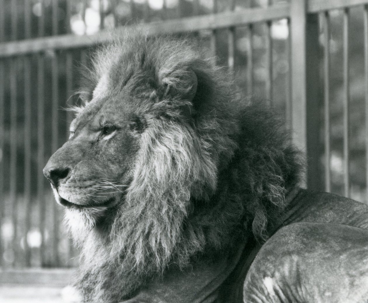 Samiec Lwa Toto leżący w swojej zagrodzie w londyńskim zoo we wrześniu 1927 r. autorstwa Frederick William Bond