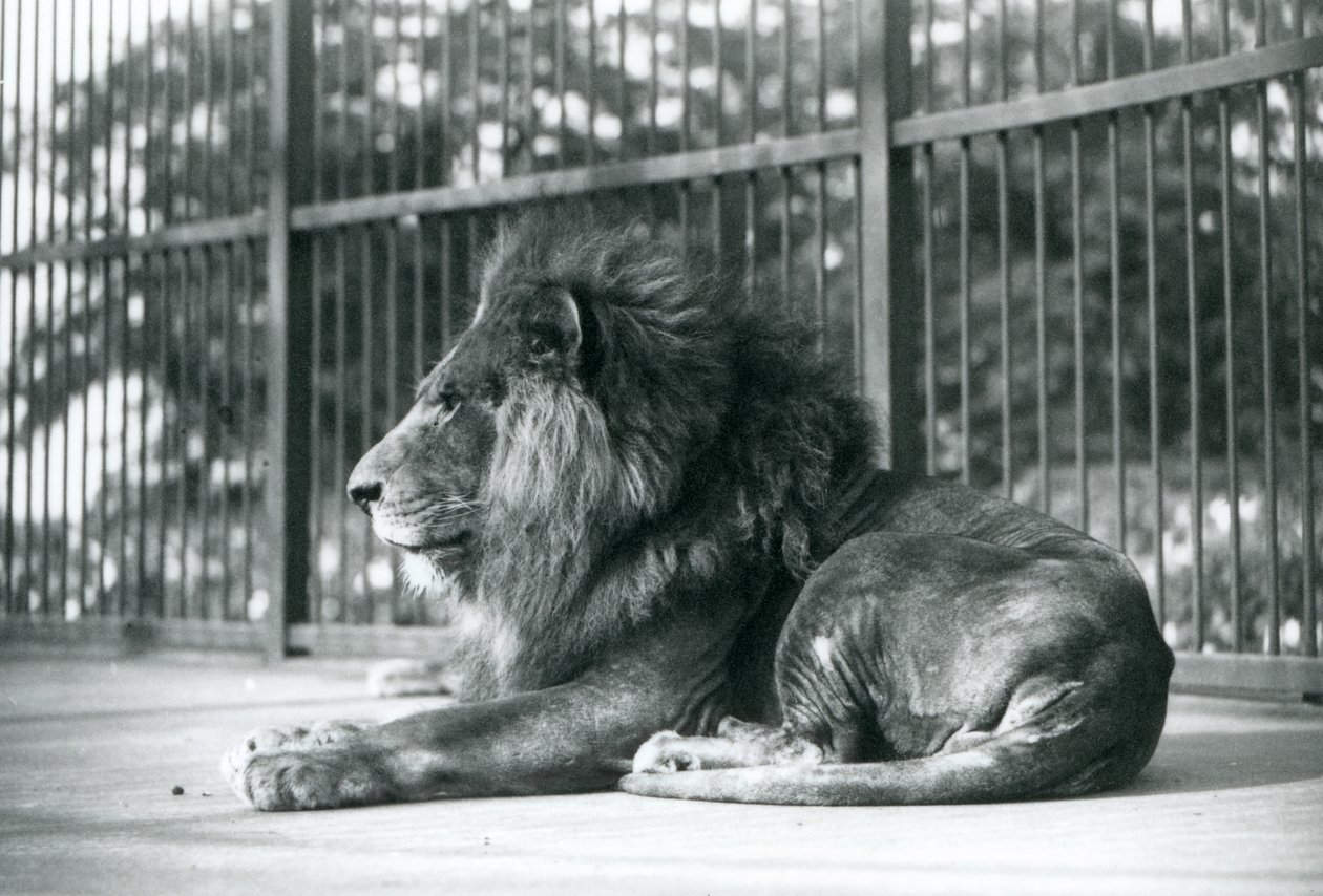 Samiec Lwa Toto leżący w swojej zagrodzie w londyńskim zoo we wrześniu 1927 r. autorstwa Frederick William Bond