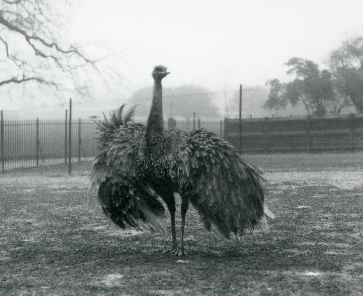 Pokaz męskich połączeń przez Greater Rhea, londyńskie zoo autorstwa Frederick William Bond