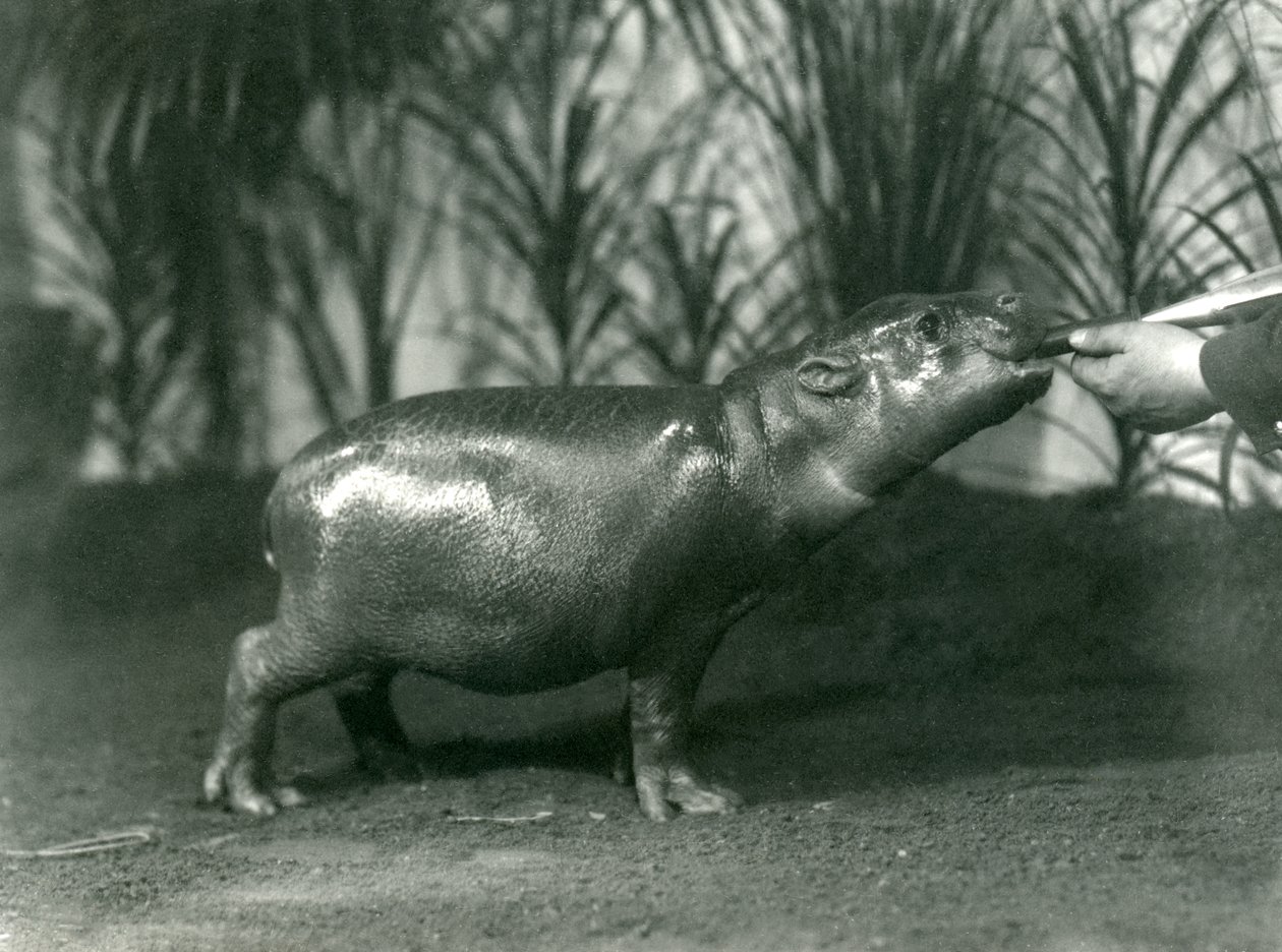 Percy, młody hipopotam karłowaty karmiony z ręki w londyńskim zoo, listopad 1923 (mc. zdjęcie) autorstwa Frederick William Bond