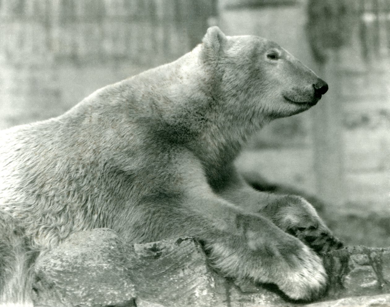 Niedźwiedź polarny Sam odpoczywający na skałach na tarasach Mappin, londyńskie zoo, przed 1930 autorstwa Frederick William Bond