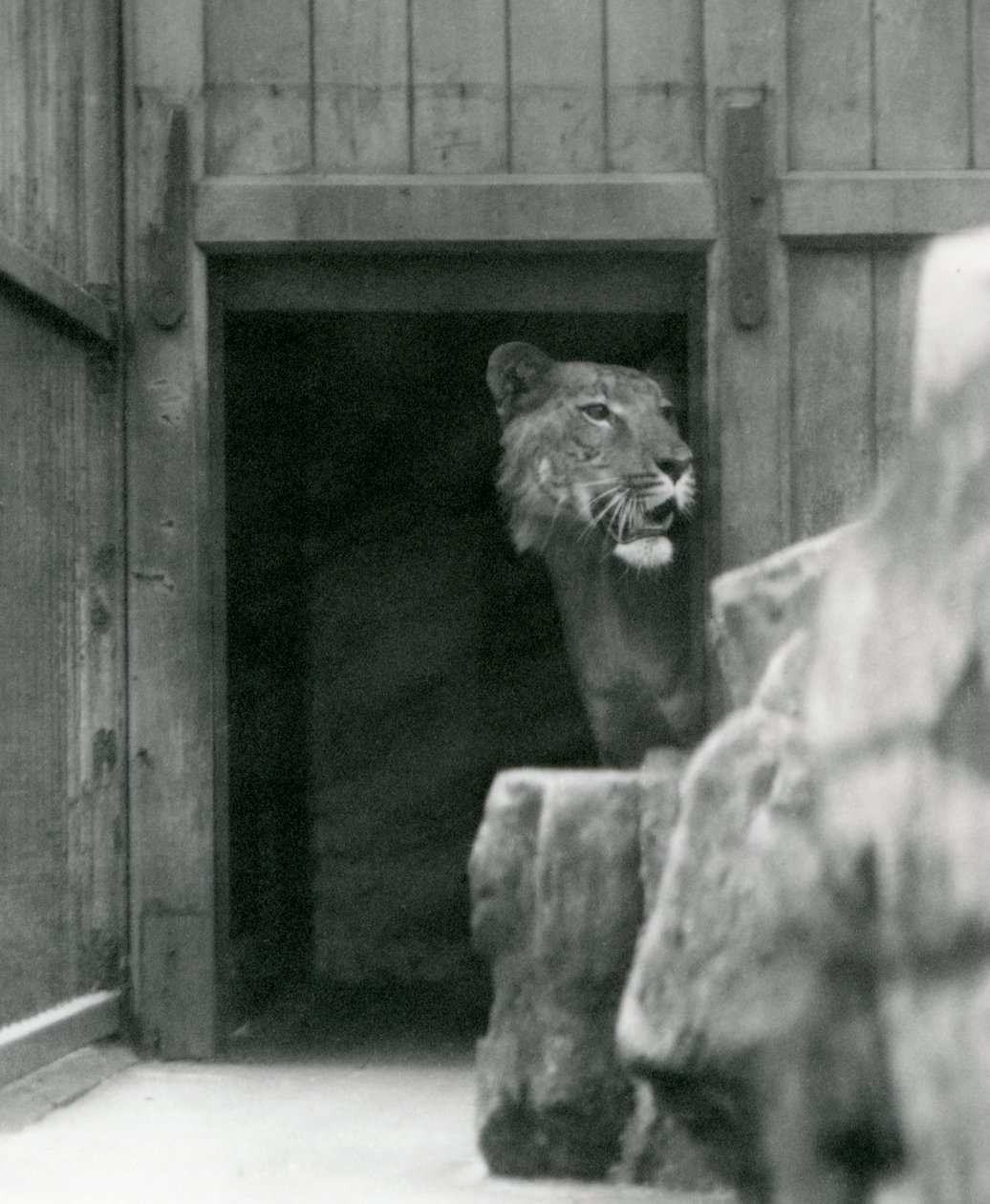 Ranji, samiec Tigon, londyńskie zoo, lipiec 1924 autorstwa Frederick William Bond