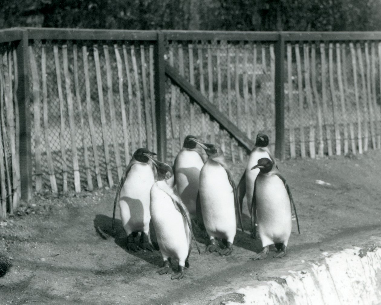 Sześć pingwinów królewskich spacerujących przy basenie w londyńskim zoo w 1927 r. autorstwa Frederick William Bond