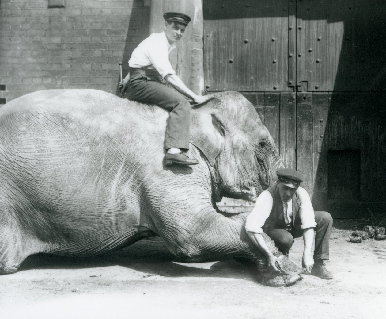 Sundermalah, której przednia stopa jest przycięta przez jednego opiekuna, z pilnikiem, podczas gdy inny siedzi na jej plecach, Londyńskie Zoo, sierpień 1926 autorstwa Frederick William Bond