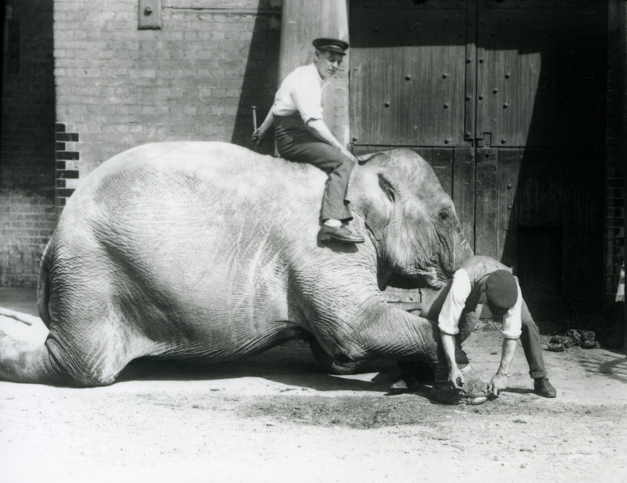 Sundermalah, której przednia stopa jest przycięta przez jednego opiekuna, z pilnikiem, podczas gdy inny siedzi na jej plecach, Londyńskie Zoo, 1926 autorstwa Frederick William Bond