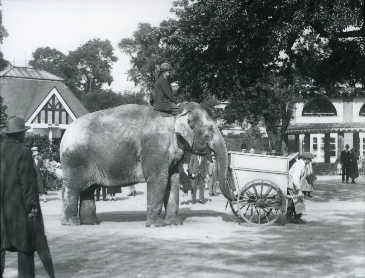 Syed Ali jadący Indiarani za taczką, londyńskie zoo, październik 1925 autorstwa Frederick William Bond