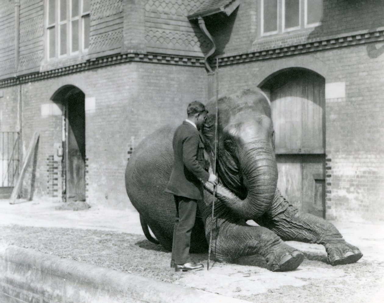 Syed Ali, trenujący Indiarani przed Elephant House, londyńskie zoo, sierpień 1923 (m.b. zdjęcie) autorstwa Frederick William Bond