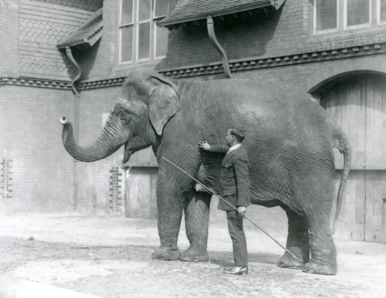 Syed Ali, trenujący Indiarani przed Elephant House, londyńskie zoo, sierpień 1923 (m.b. zdjęcie) autorstwa Frederick William Bond