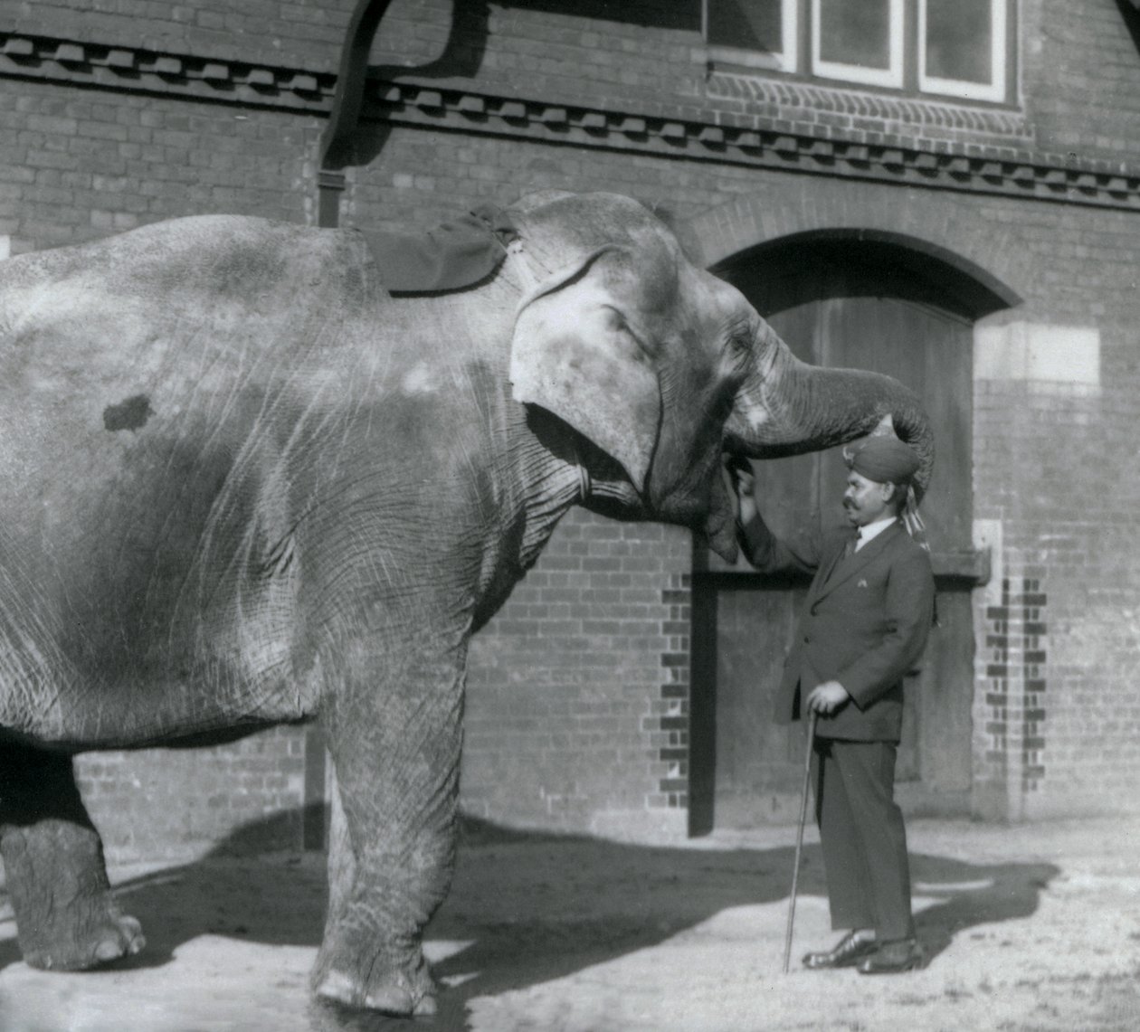 Syed Ali trenujący Indiarani przed Elephant House, londyńskie zoo, październik 1925 autorstwa Frederick William Bond