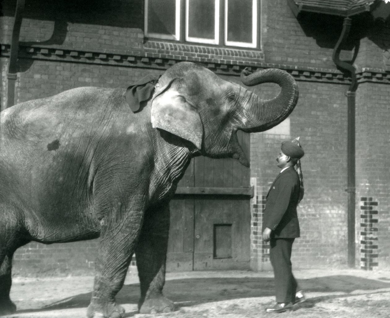Syed Ali trenujący Indiarani przed Elephant House, londyńskie zoo, październik 1925 autorstwa Frederick William Bond