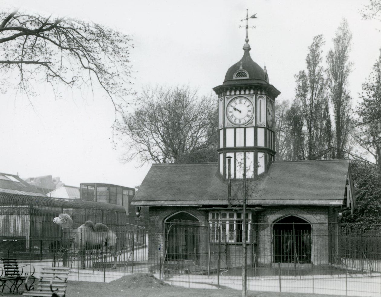 Dom Wielbłądów. londyńskie zoo autorstwa Frederick William Bond
