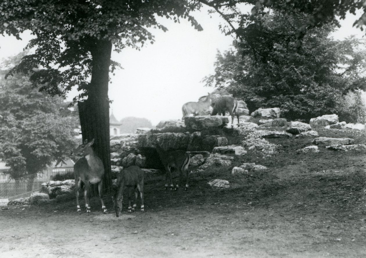 ElandAntelope Paddock w londyńskim zoo w 1924 r autorstwa Frederick William Bond