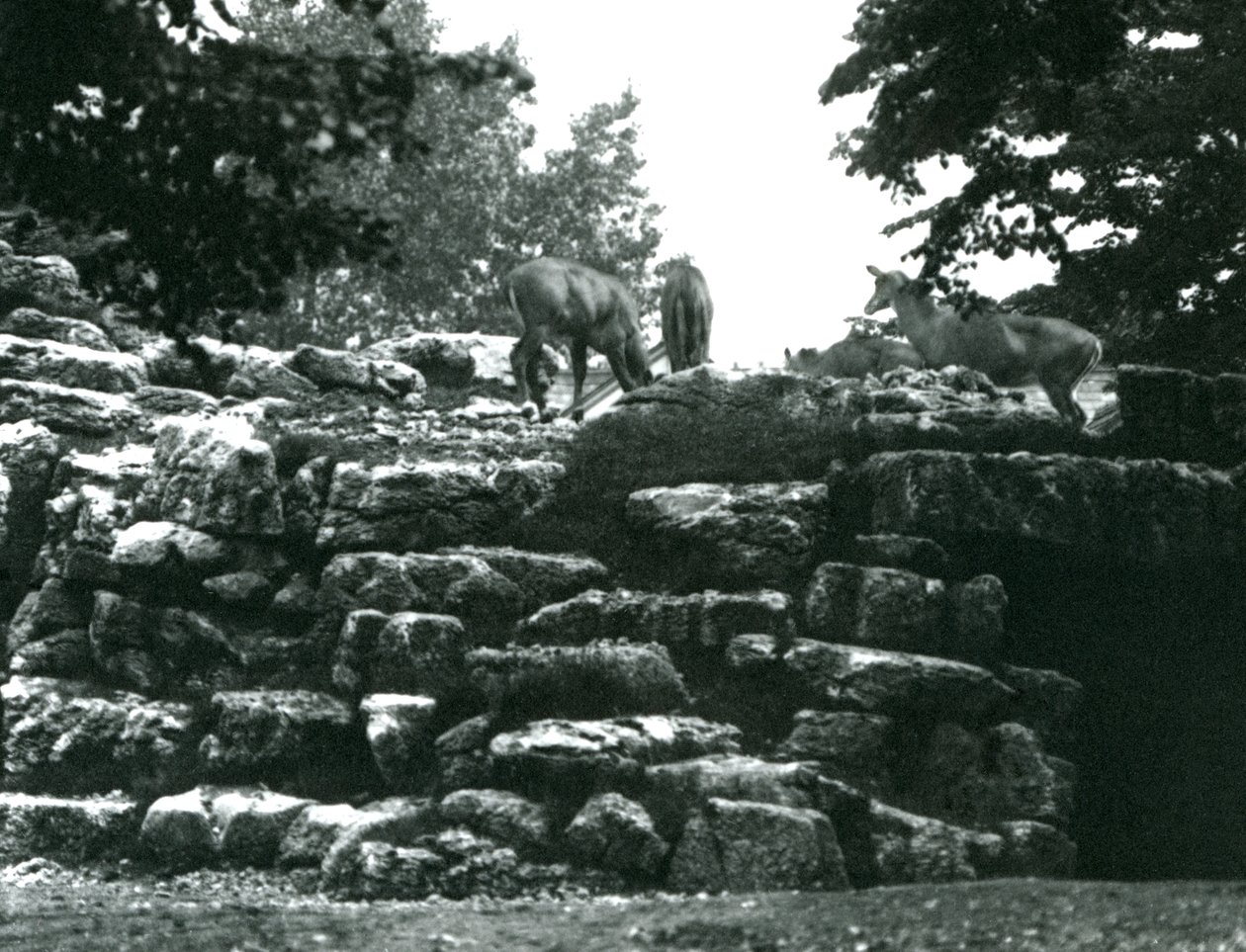 Paddock ElandAntelope w londyńskim zoo w czerwcu 1924 r. autorstwa Frederick William Bond